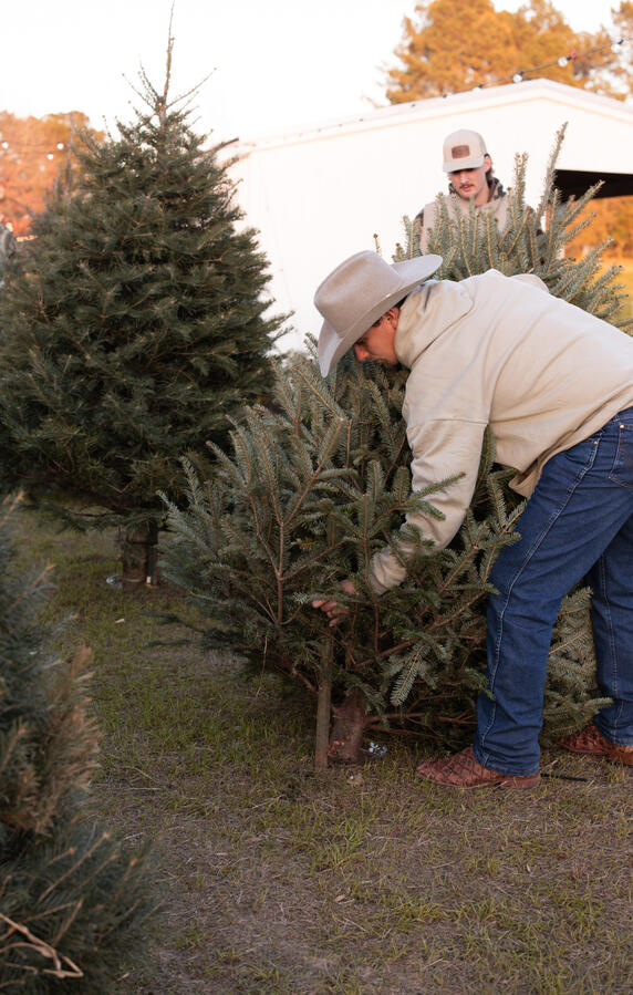 tree moving and cowboy hat